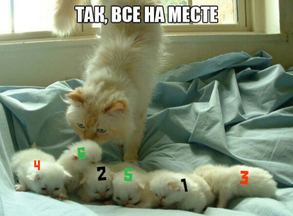 Мемы про котов Так, все на месте? фото