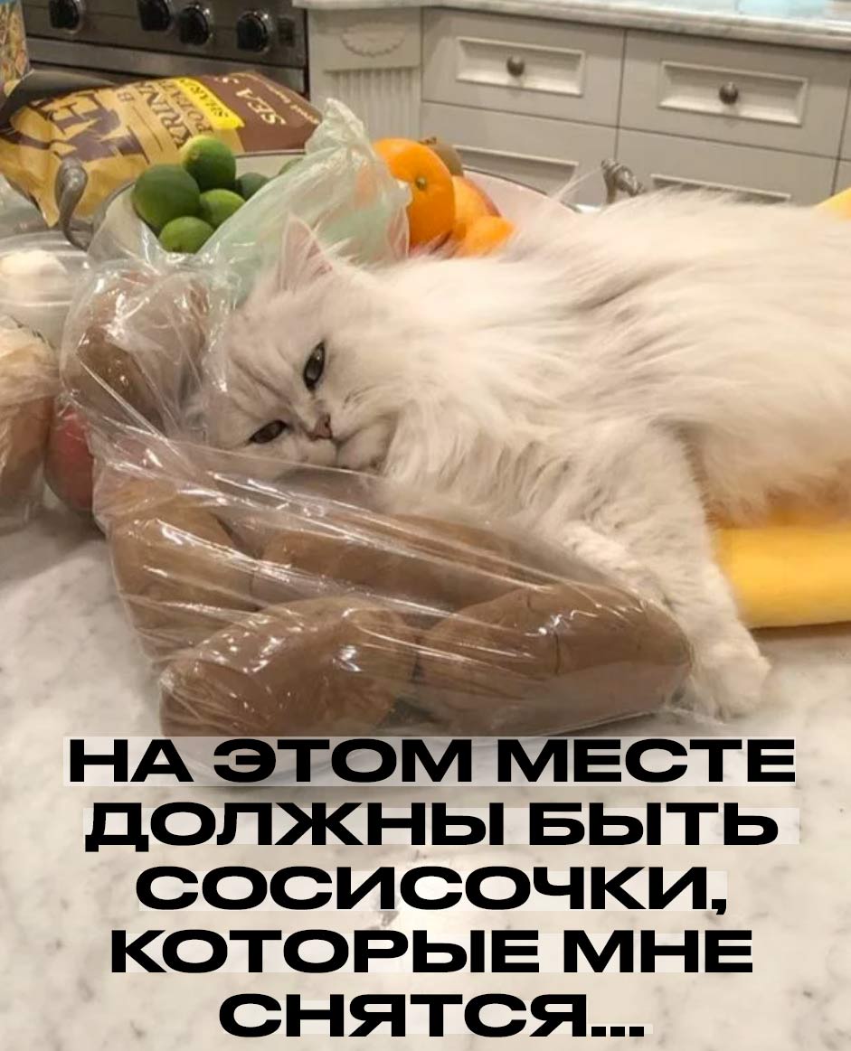 Мемы про котов На этом месте должны быть сосисочки, которые мне снятся... фото