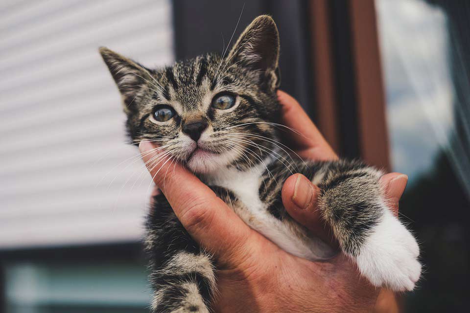 вопросы про кошек Котёнок 2 месяца ходит в туалет куда вздумается, что делать? фото