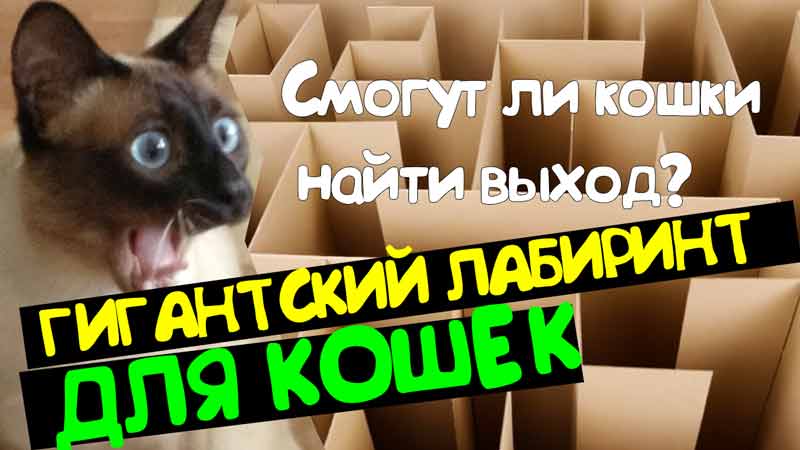 Гигантский лабиринт для кошек. Смогут ли кошки найти быстро выход?