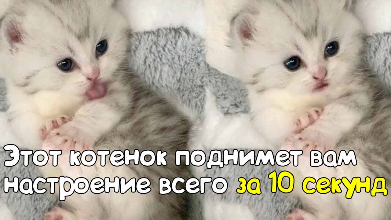 Котенок поднимет вам настроение всего за 10 секунд