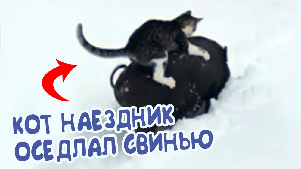 Кот наездник оседлал свинью