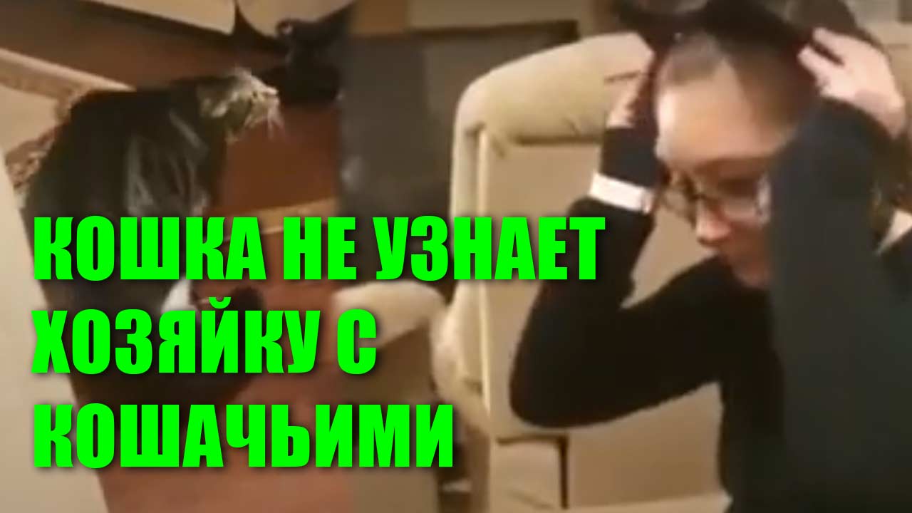 Кошка не узнает хозяйку с кошачьими ушками