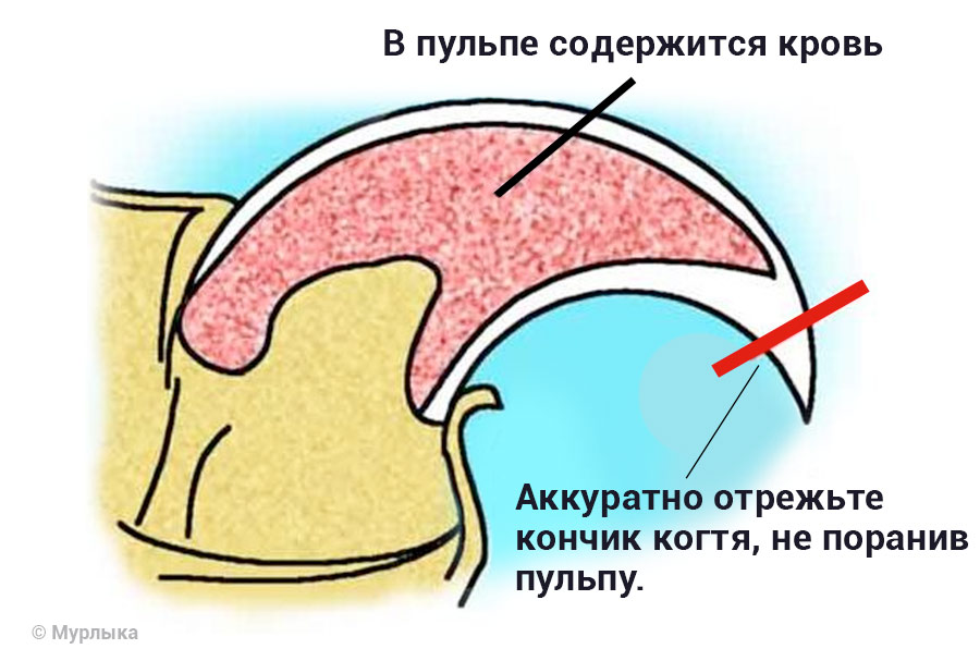 Как кошке подстричь когти схема фото